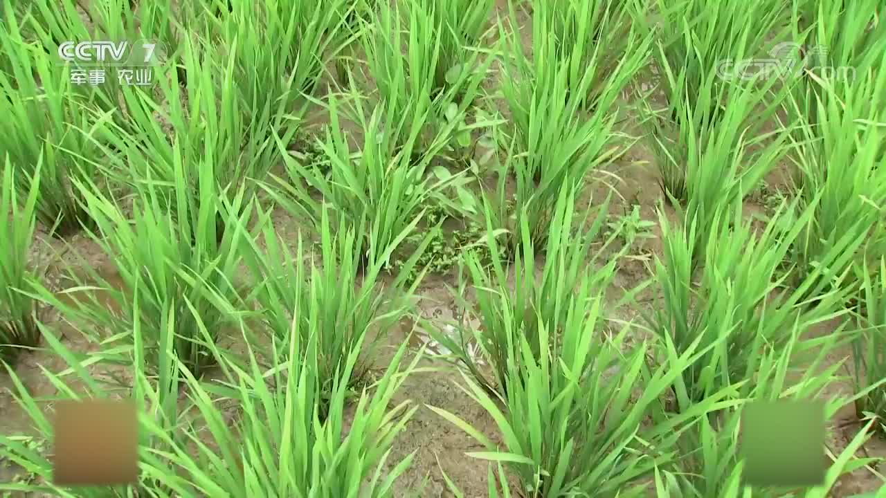 水稻草莓套种(草莓田间种植技术)
