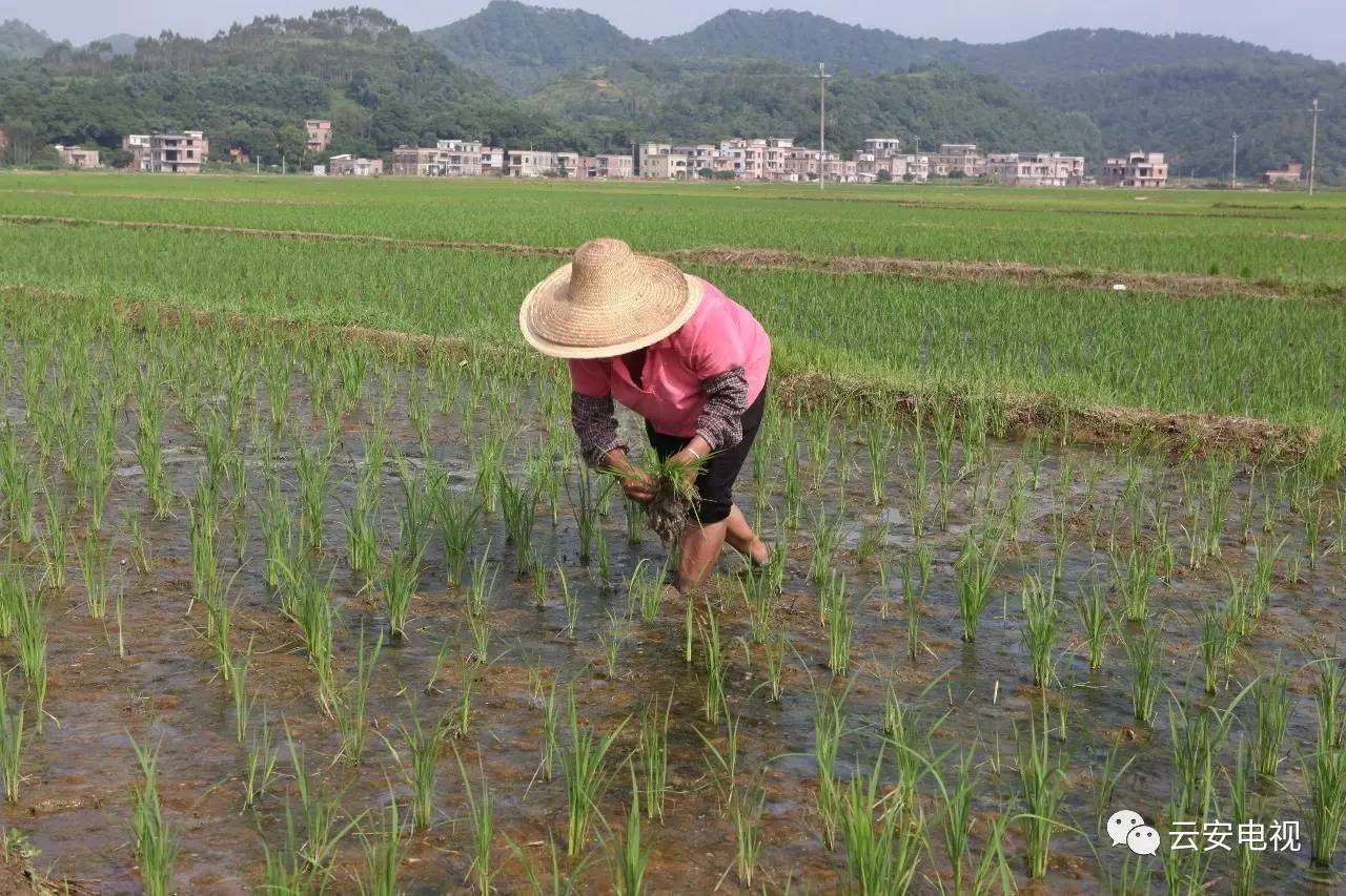 7亩水稻抽水视频下载(7亩水稻抽水视频下载大全)
