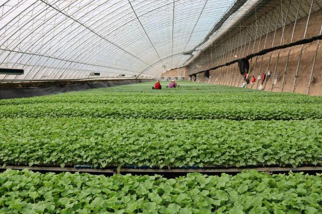 潍坊有哪些粮食企业名单(潍坊最大的粮油批发市场在哪里)