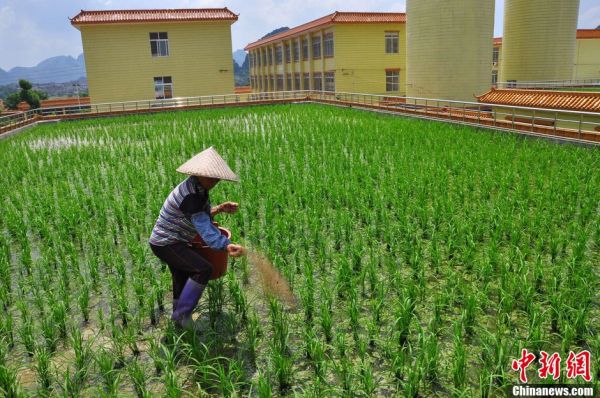 江西种水稻新方法视频(江西种植水稻的有利条件)