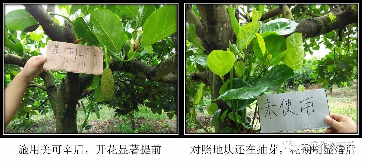 美可辛控释复合肥(美可辛化肥为什么那么贵)