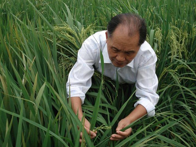 人吃水稻壳(稻壳对人体有害吗)