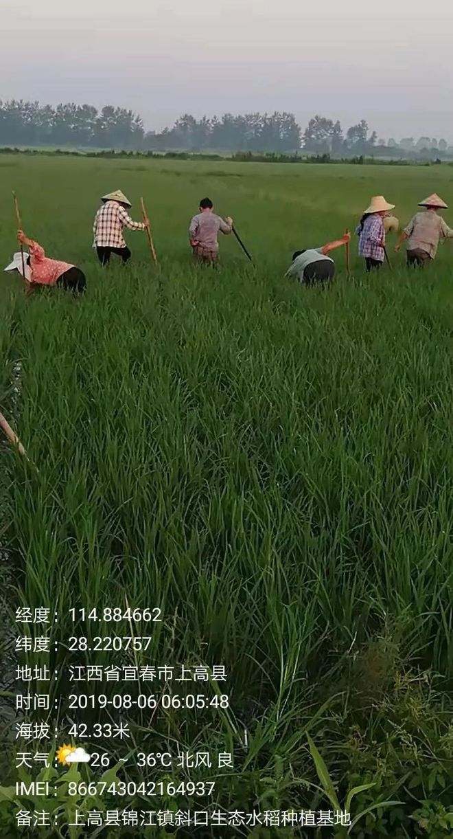 水稻人工除草(水稻人工除草技术)