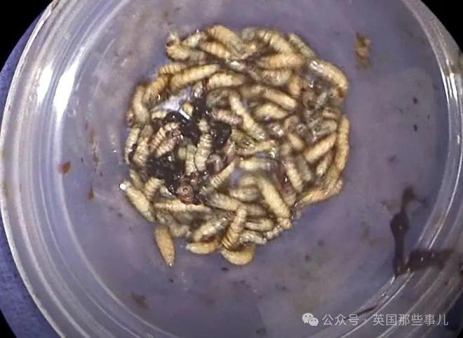 水稻水蛆(水稻有虫子打什么药)