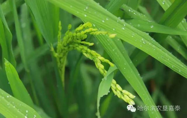 水稻幼茎显微镜观察视频(水稻幼茎显微镜观察视频讲解)