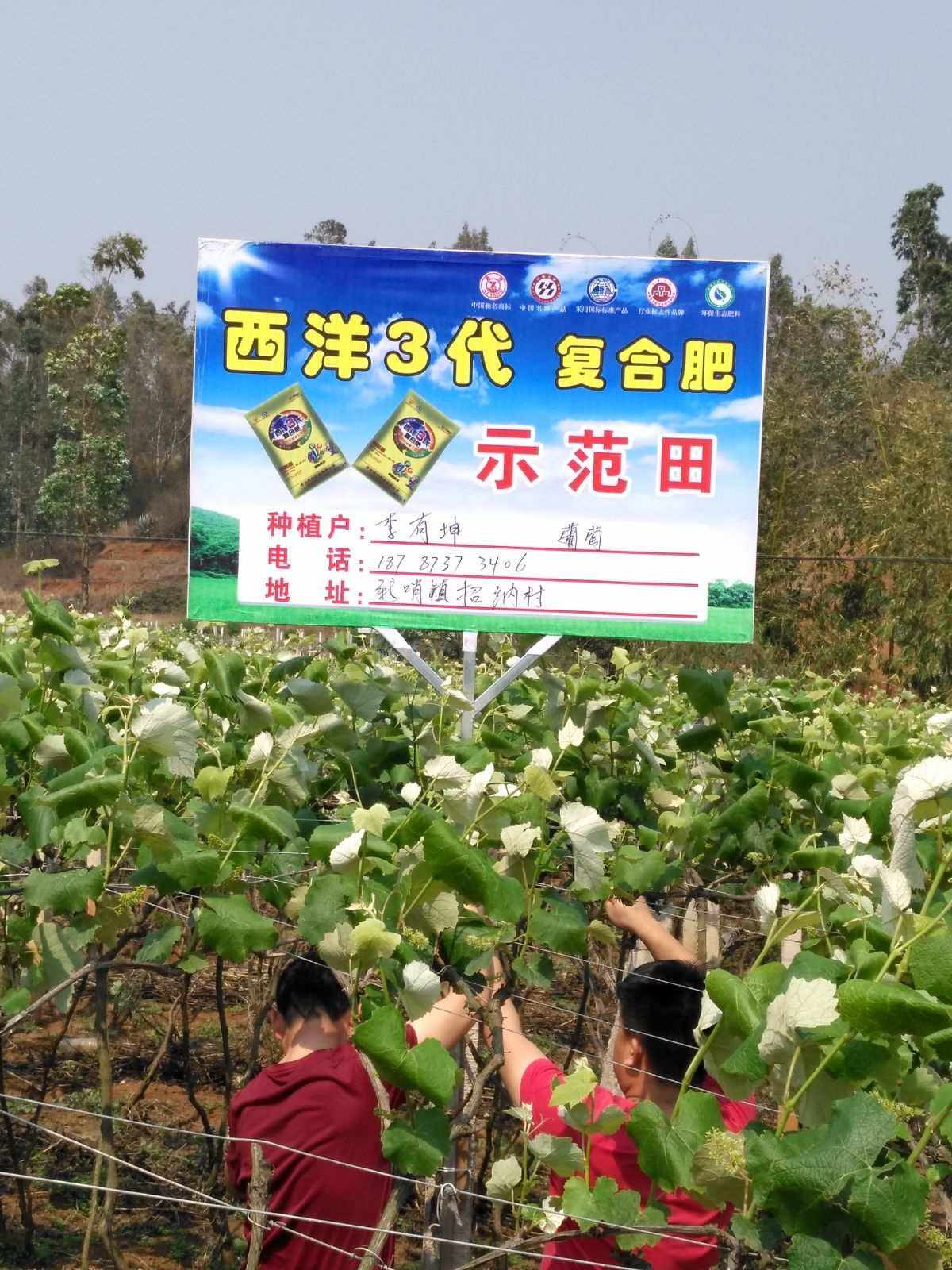 西洋复合肥专卖店(西洋复合肥批发价格)