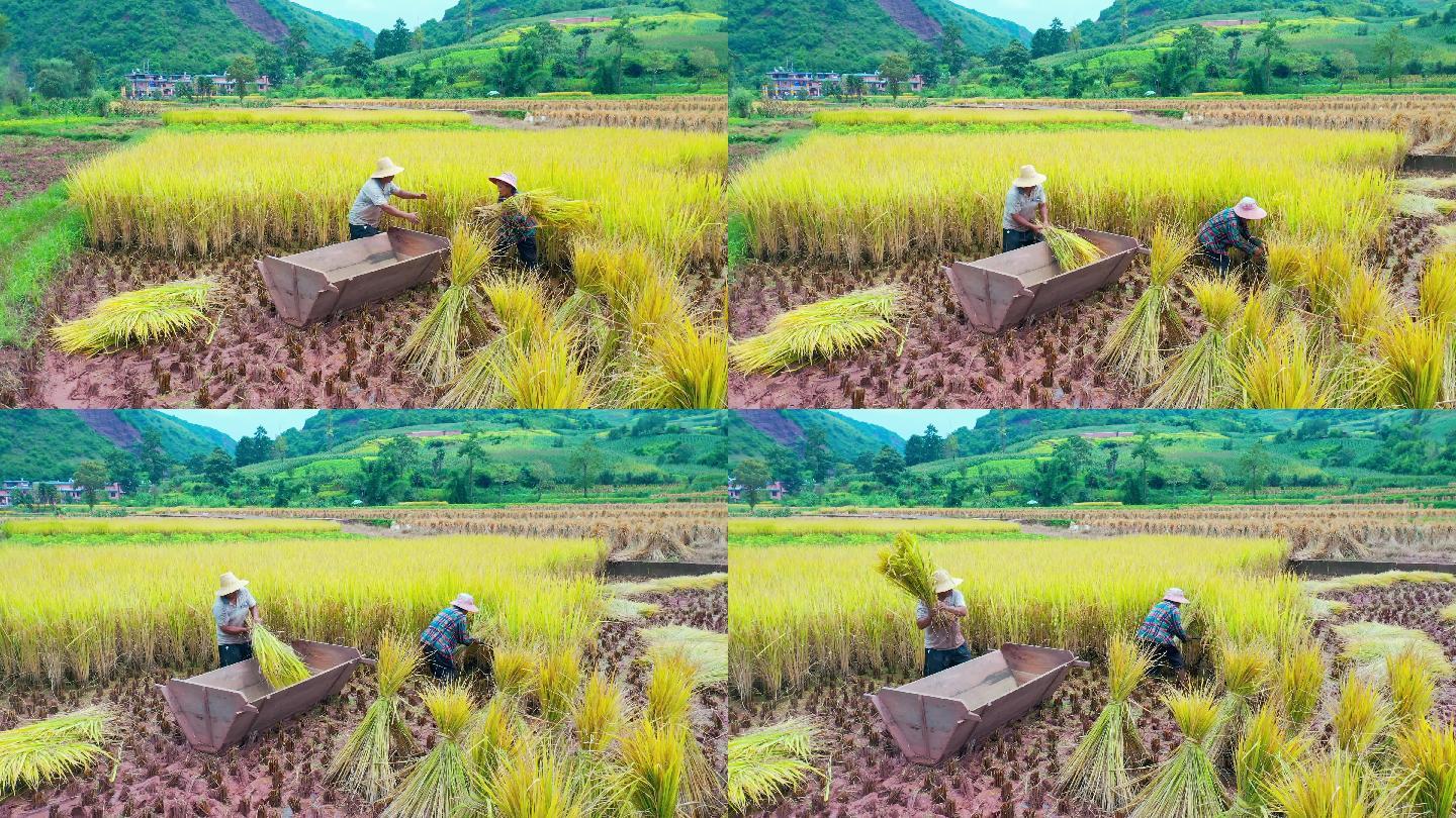 可可小爱水稻收获视频(水稻的视频水稻长大的视频)