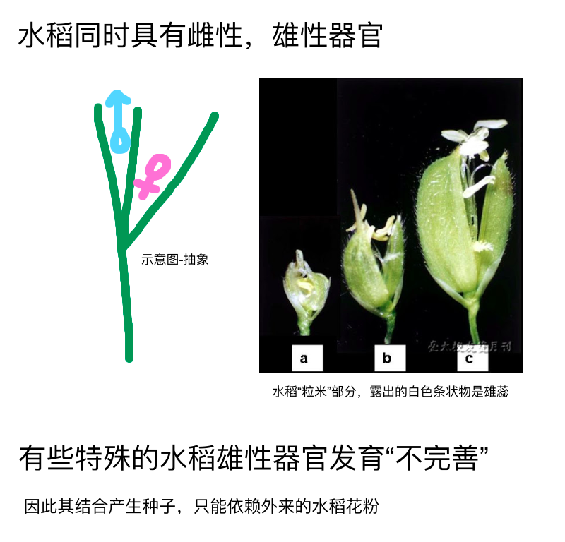 杂交水稻不孕(杂交水稻 不孕)