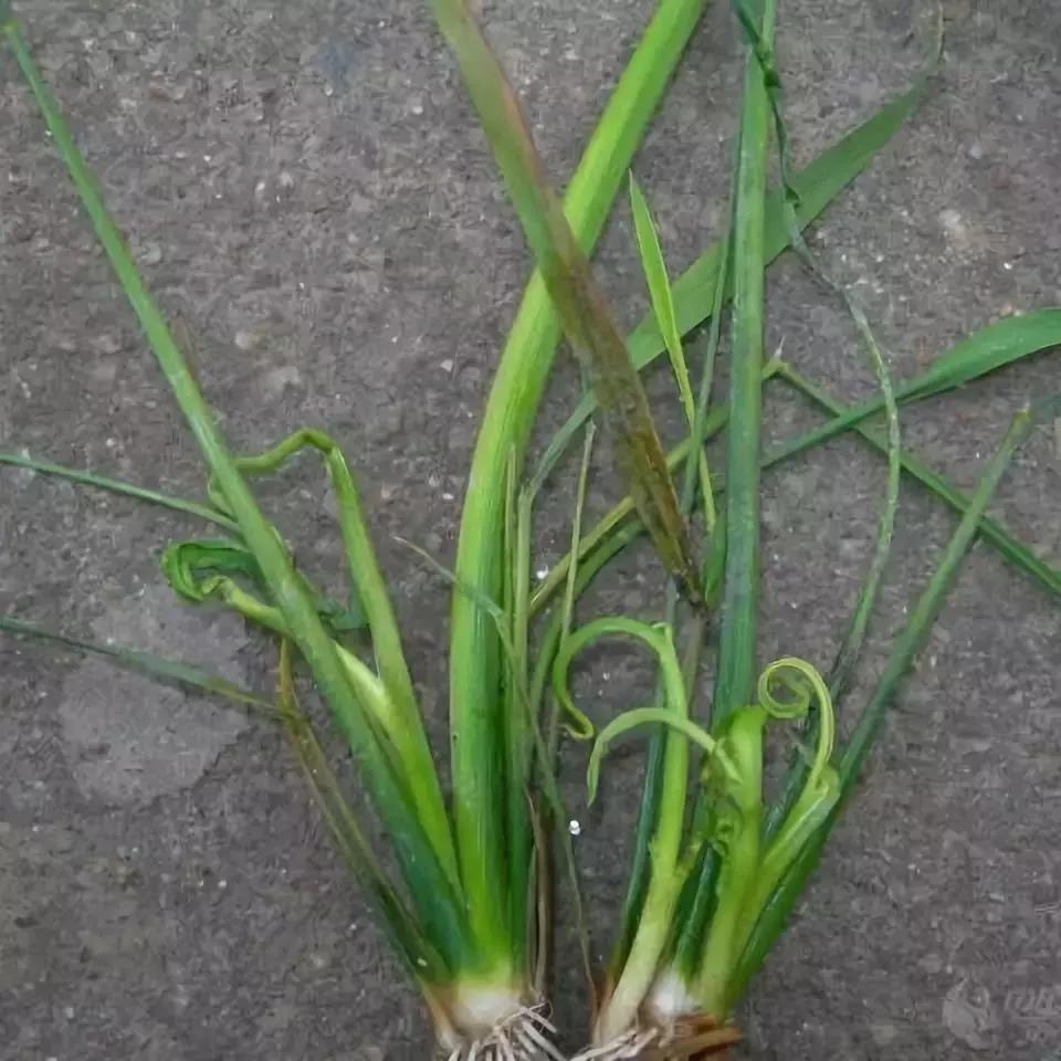 水稻分岔剂(水稻分蘖用什么药)