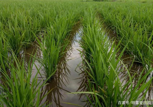 西南春季种植水稻(西南地区适合种植什么水果)