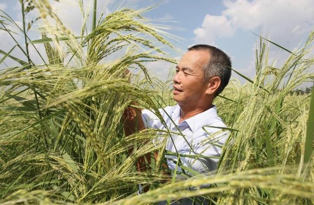 惠州盐水稻(中国盐田水稻)