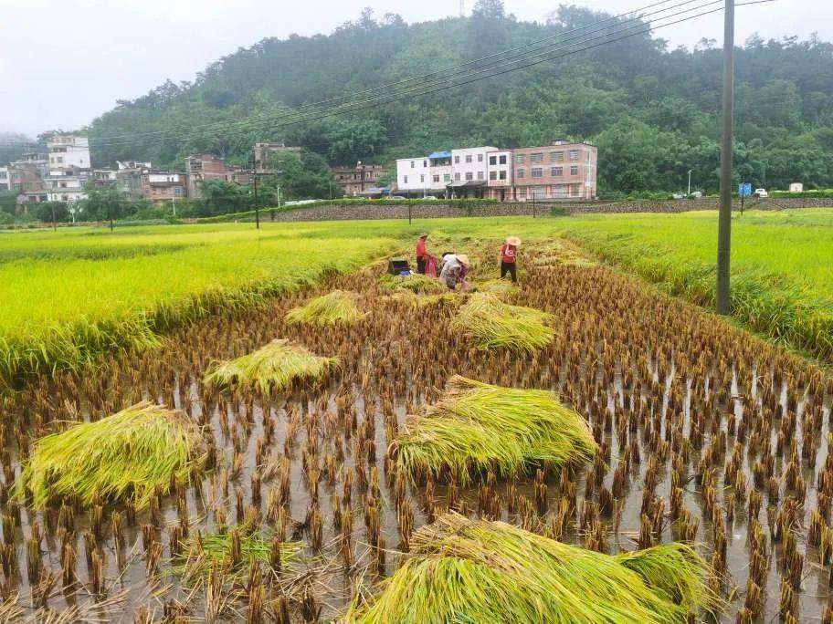 冒雨观察水稻(冒雨观察水稻的过程)
