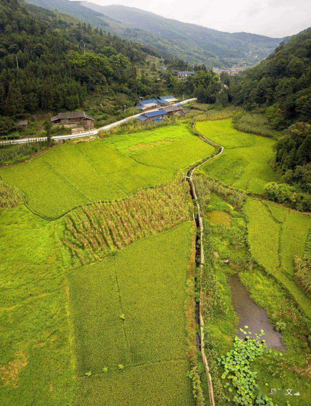 赞美水稻的美景(赞美水稻的美景诗句)