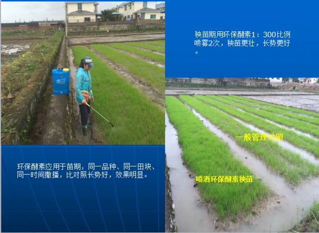 水稻撒播法(水稻撒播技术)
