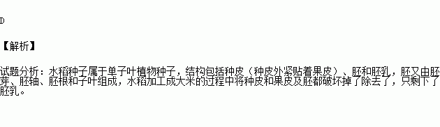 水稻的胚芽示意图片(水稻的胚芽示意图片高清)