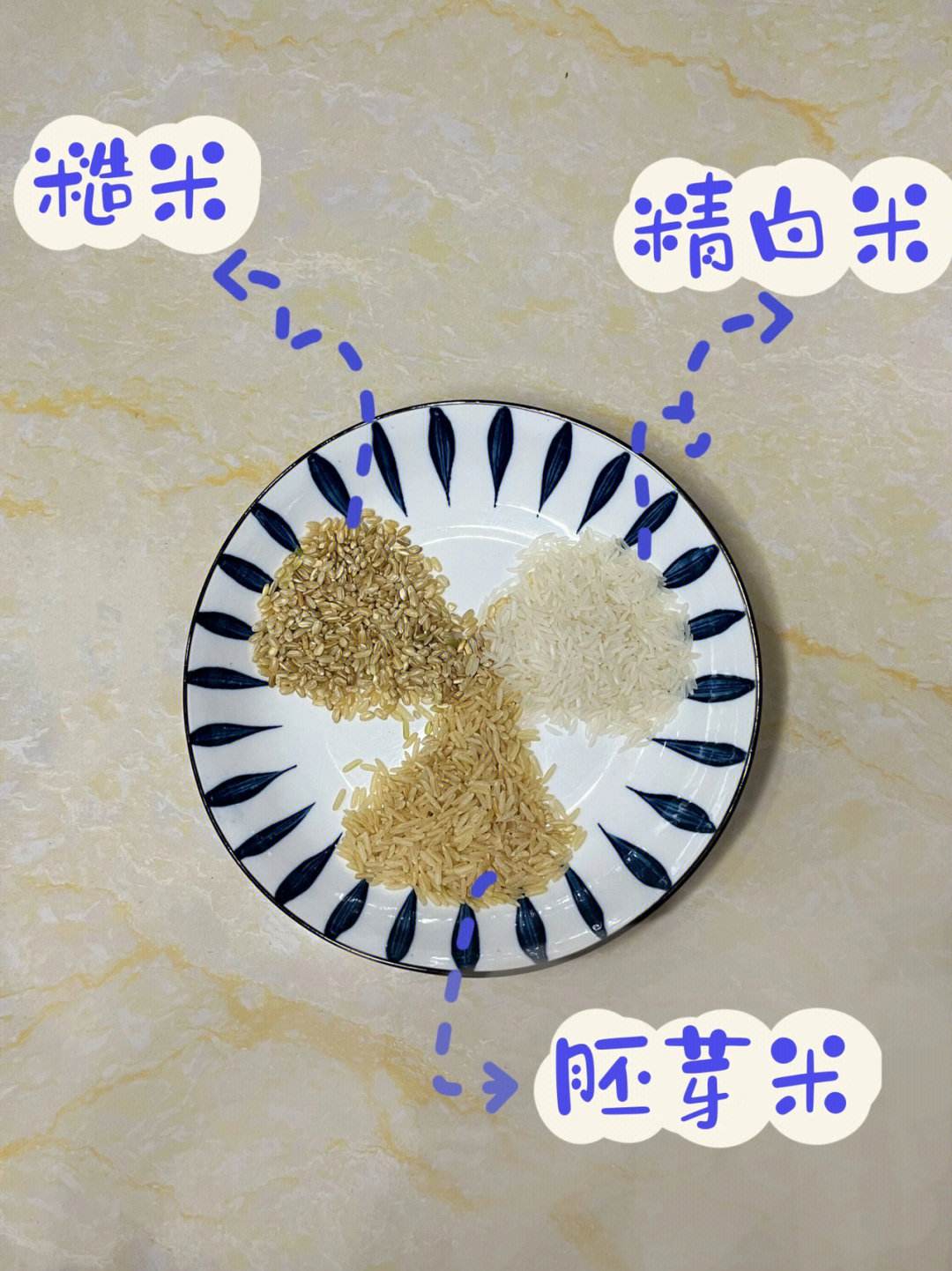 水稻的胚芽示意图片(水稻的胚芽示意图片高清)