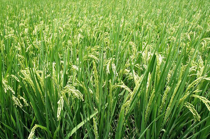 阜阳晚熟水稻(阜阳晚熟水稻种植基地)