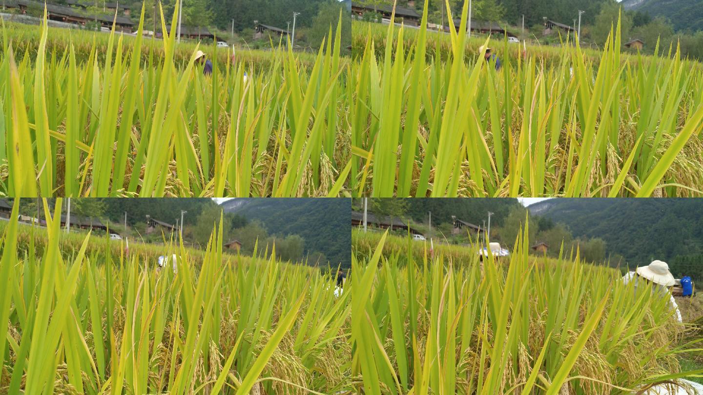东北水稻视频大全(东北水稻直播技术视频)
