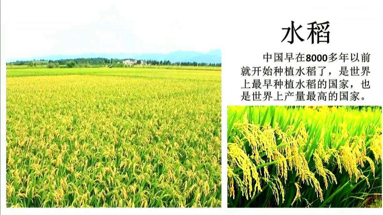 关于水稻知识ppt(关于水稻知识的手抄报)