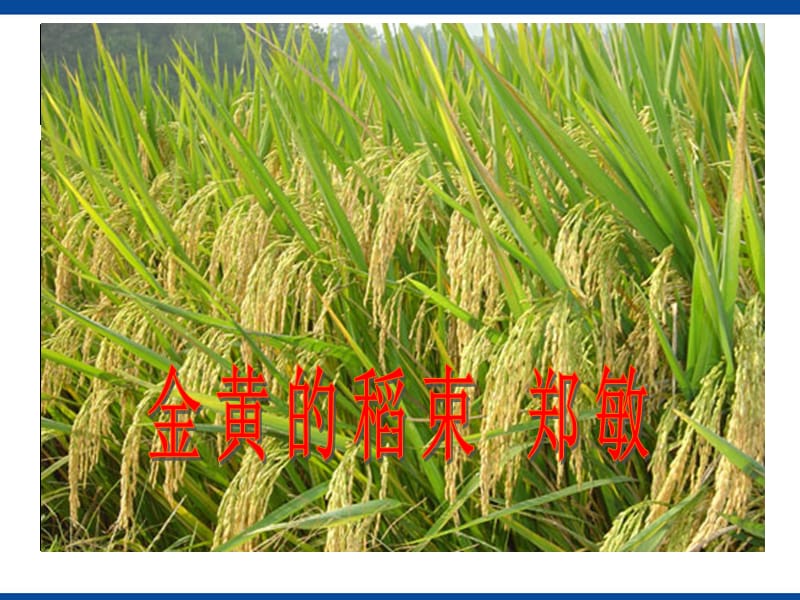 关于水稻知识ppt(关于水稻知识的手抄报)