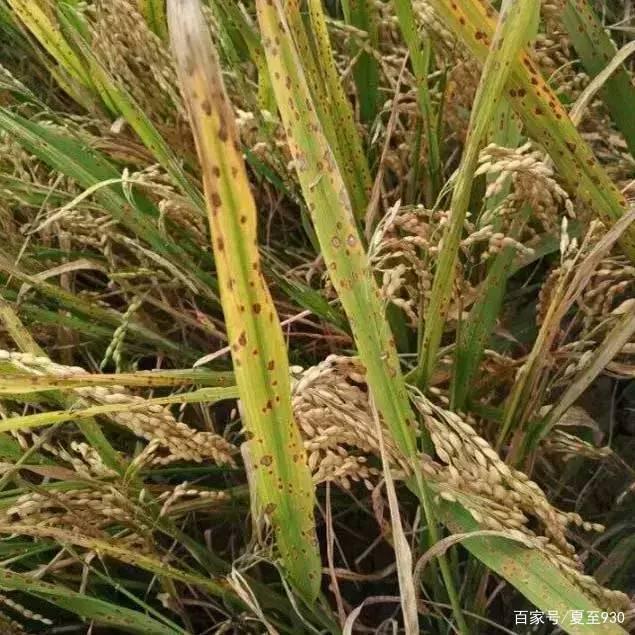 南昌水稻虫害(2021年水稻害虫发生趋势)