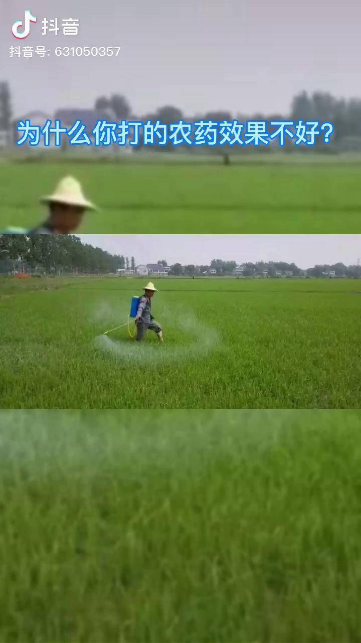 水稻打农药几天能见效果(水稻打农药几天能见效果啊)
