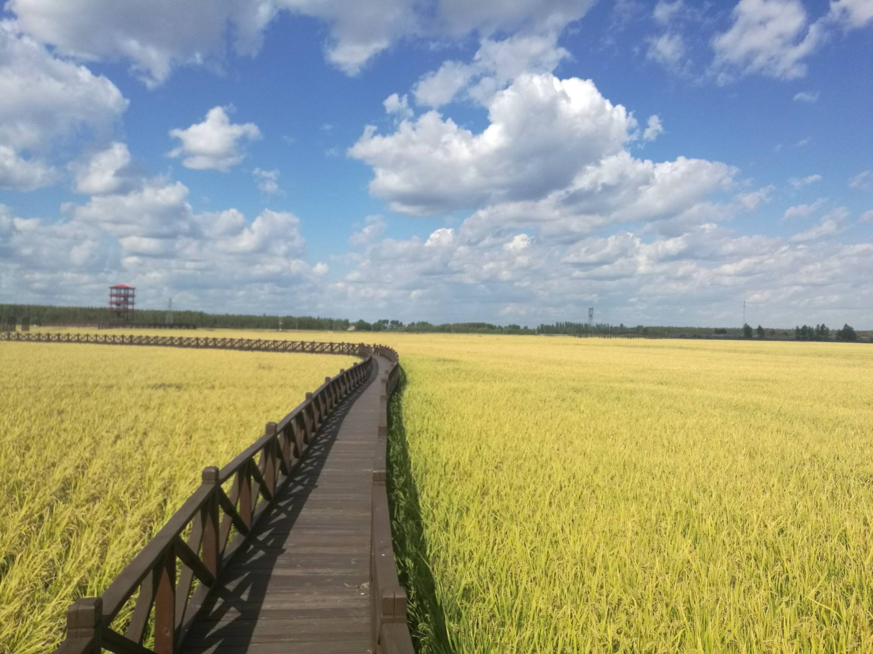 水稻主题公园(水稻主题公园设计理念)