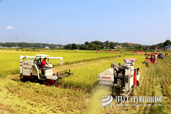 湖南怀化洪江水稻基地(湖南怀化洪江水稻基地地址)