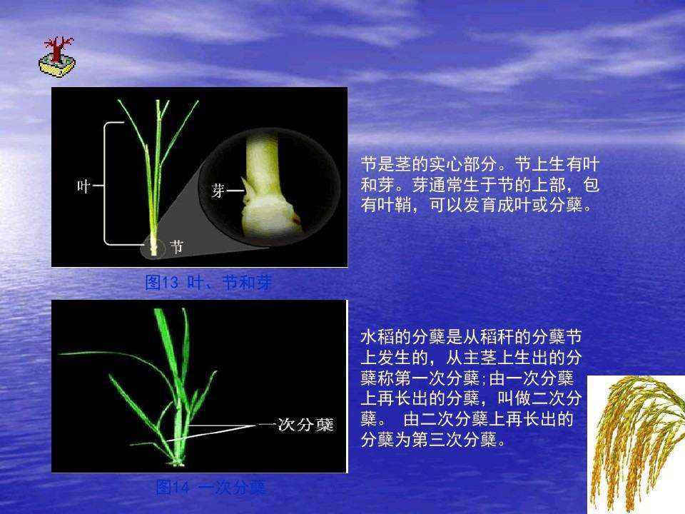 水稻枕距(水稻叶枕距为零什么意思)
