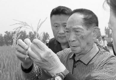 袁隆平水稻发芽(袁隆平发现水稻的时间)