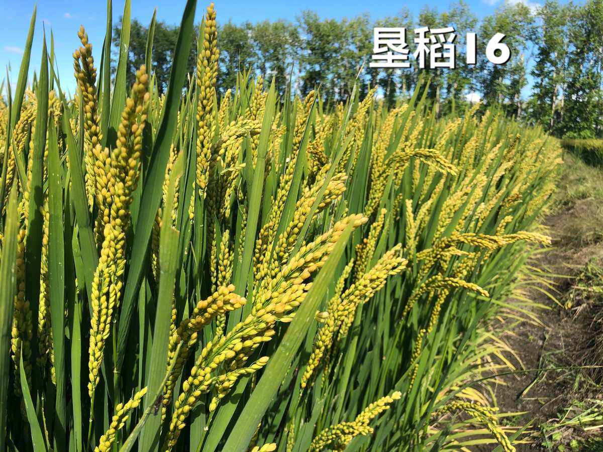 水稻东富202(中富稻东富301水稻种)