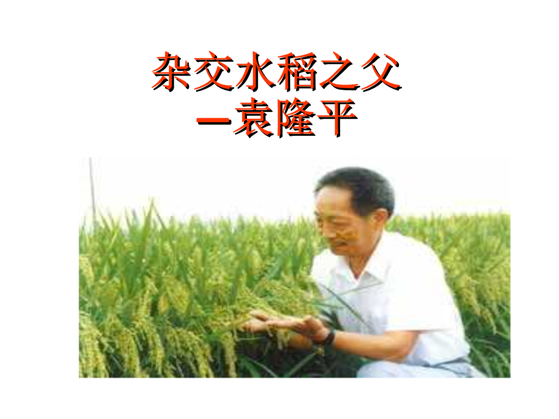水稻之父课件(水稻之父 课文)