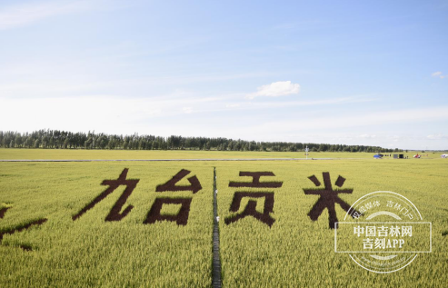 吉林主要粮食企业(吉林省的粮食生产集中在哪里)