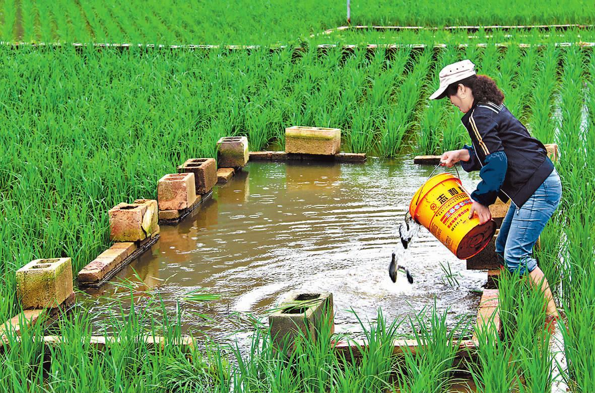 水稻养鱼新闻视频(水稻田养鱼水稻怎么办)
