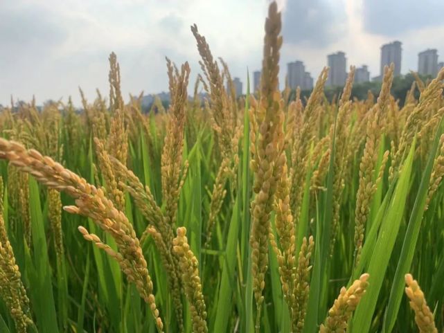 东北绿化水稻(东北地区种植水稻)