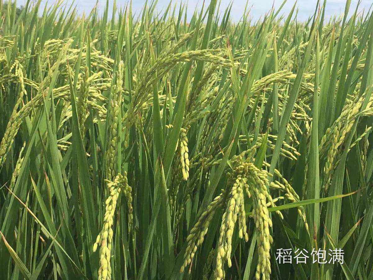 盘锦原粳态水稻认养(2020年盘锦水稻高产品种)