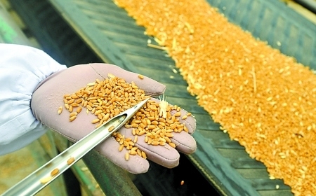粮食企业发展保障措施(粮食企业发展保障措施方案)