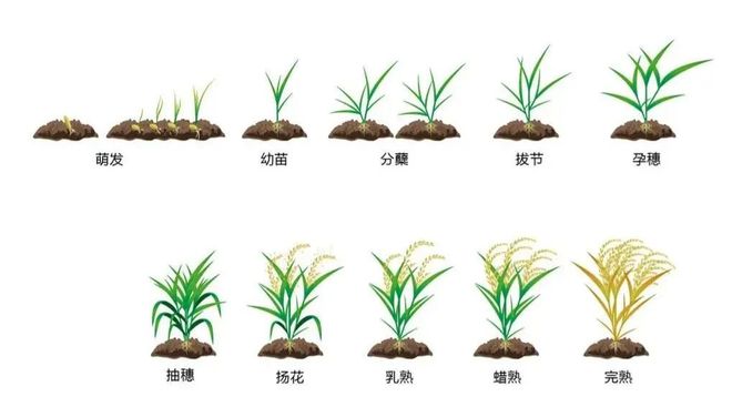 水稻和大米哪个能发芽(水稻和大米哪个能发芽快)