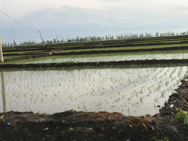 水稻种下水要多深(水稻种下水要多深才能种)