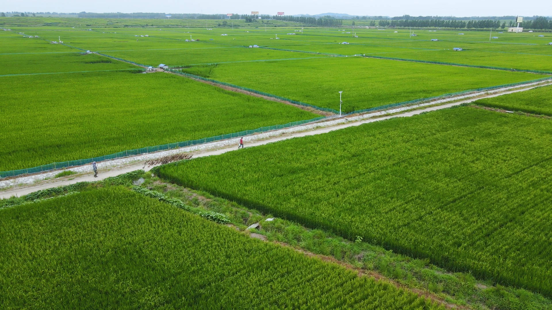 丰泰种植水稻基地(丰泰种植水稻基地电话)