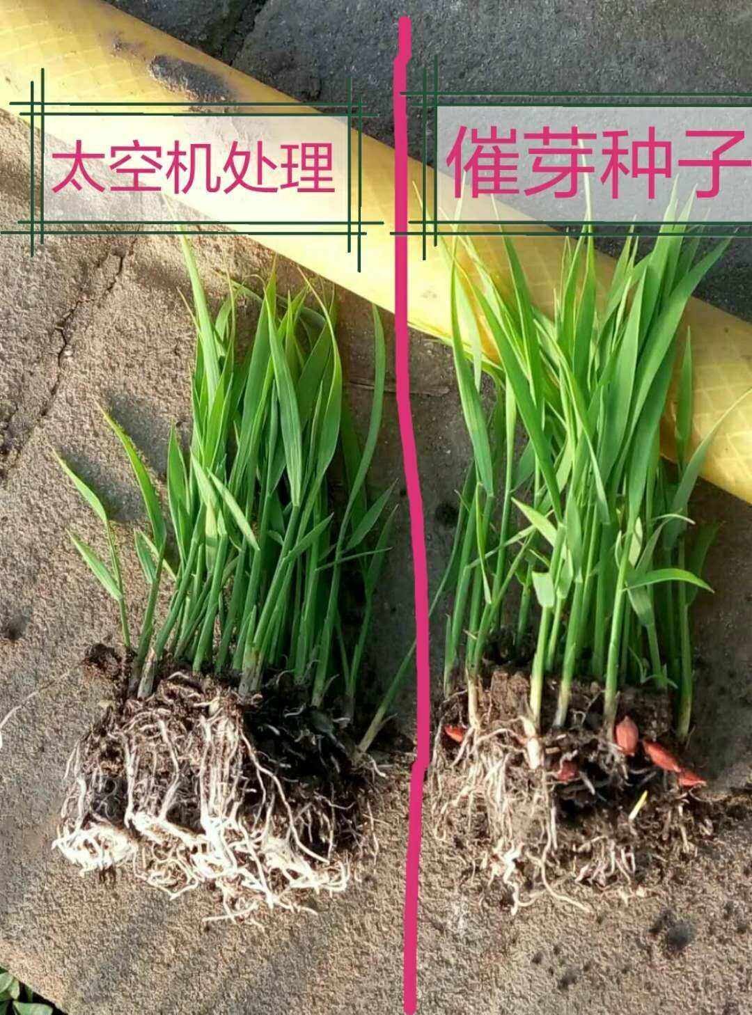 湖南水稻种子怎么样育种(湖南水稻种植时间和收获时间)