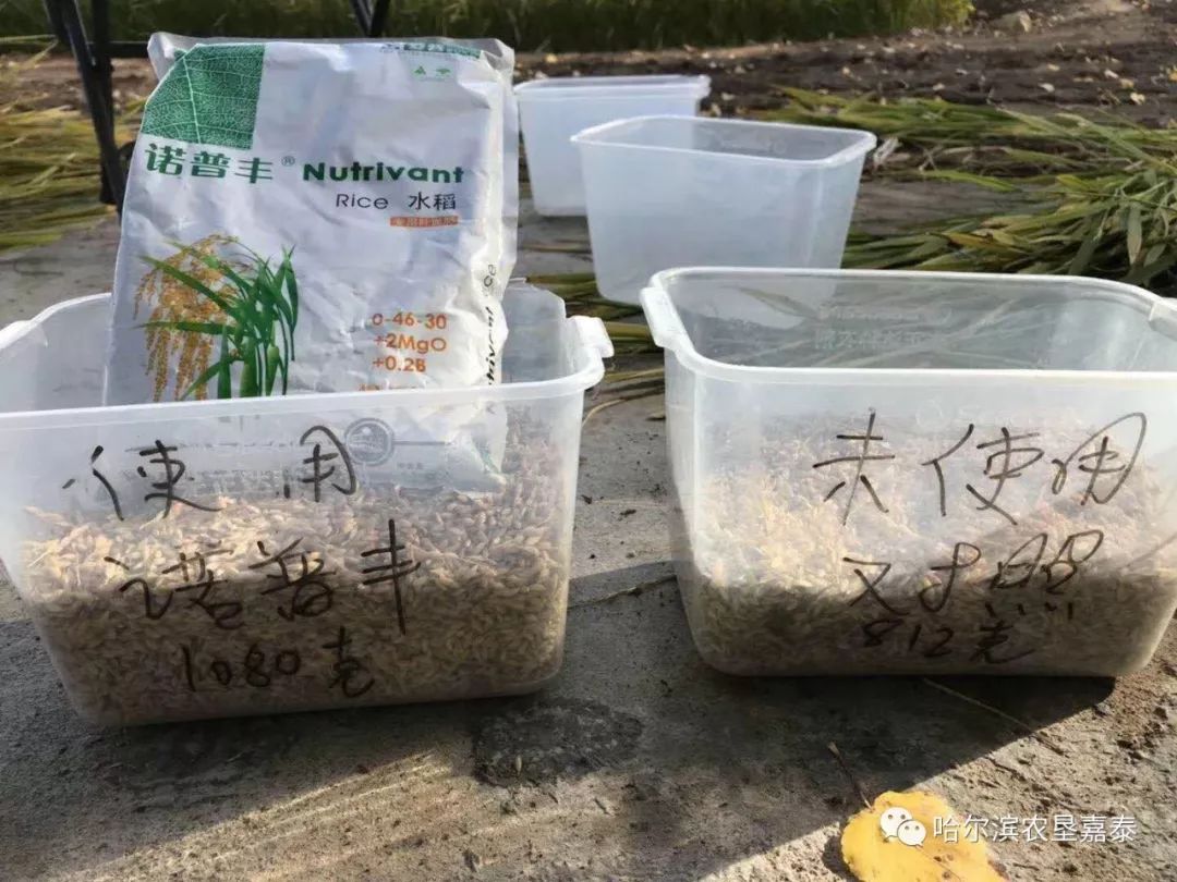 水稻醒棵肥(水稻发棵肥何时施肥比较好?)