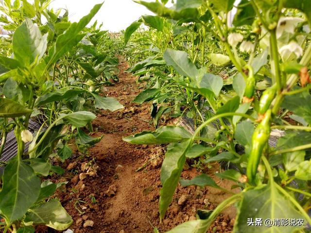 辣椒如何施复合肥(辣椒施复合肥后叶子萎蔫怎么办)