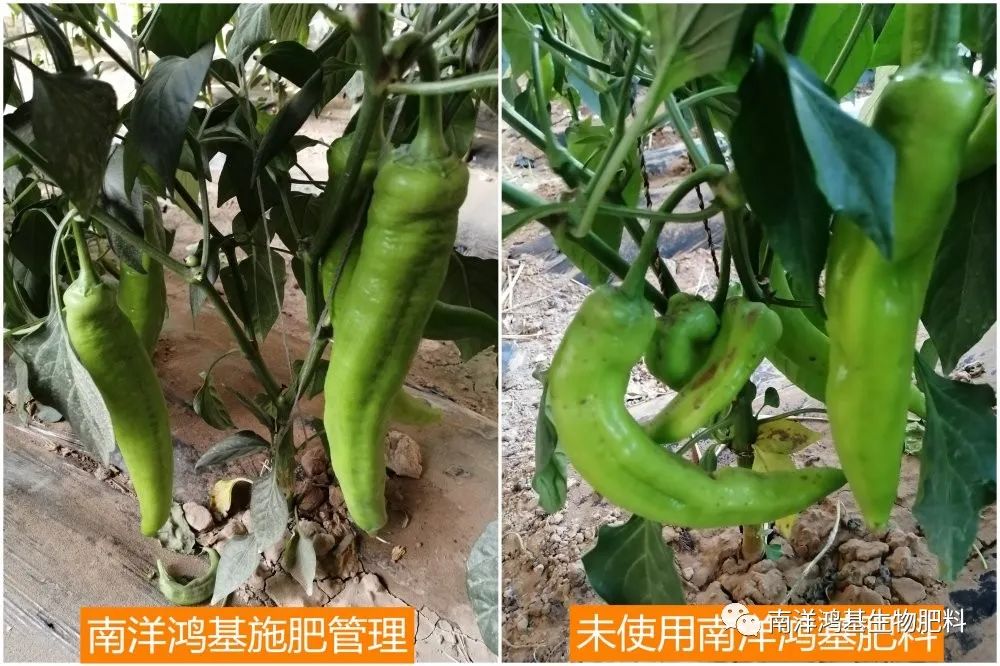 辣椒如何施复合肥(辣椒施复合肥后叶子萎蔫怎么办)