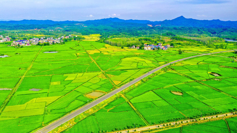 山村水稻图片(山村水稻图片真实)