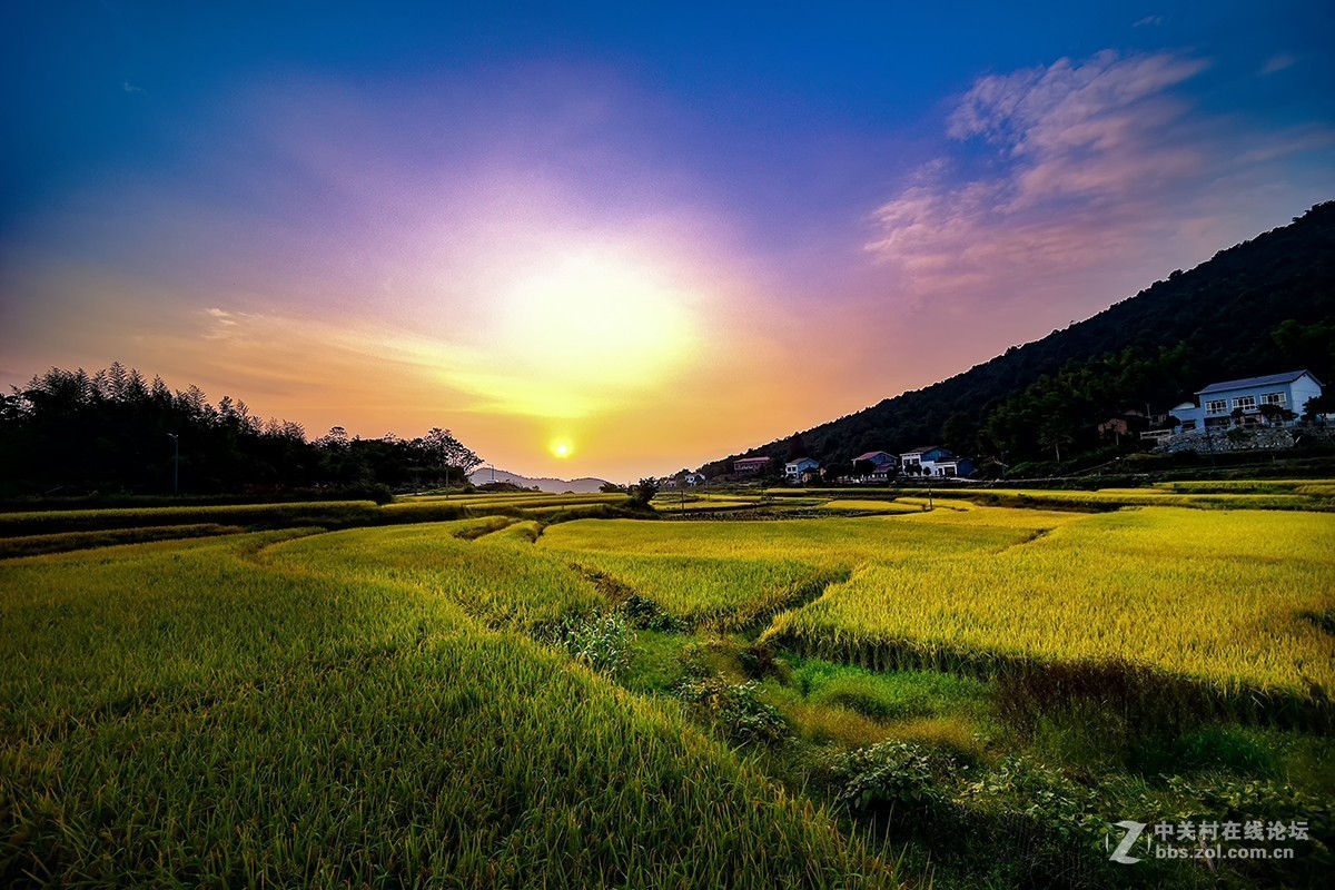 山村水稻图片(山村水稻图片真实)