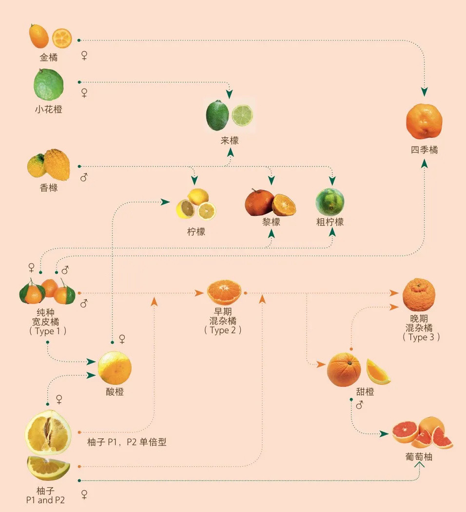 如何找到水稻序列(水稻基因组测序方法)