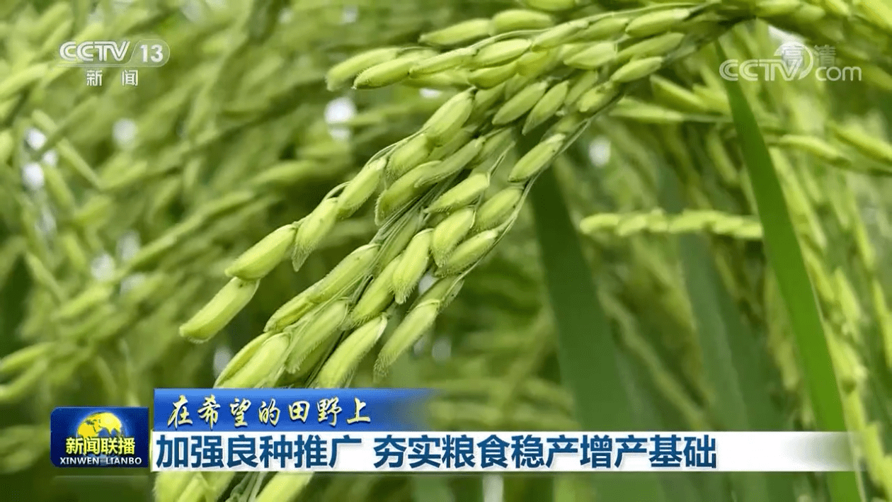 水稻粮种(水稻的种植)