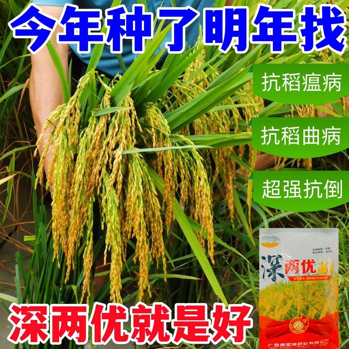紫红杂交水稻(紫红杂交水稻品种介绍)