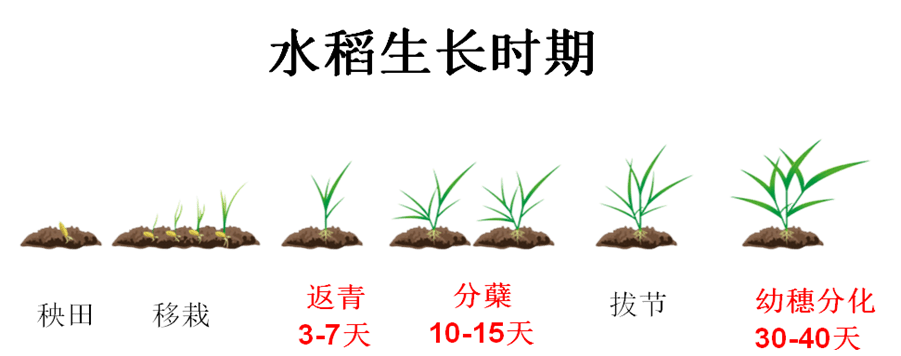 水稻病虫害防治小视频教程(水稻病虫害防治小视频教程大全)